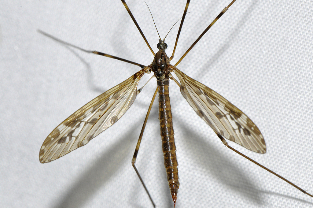 Austrolimnophila