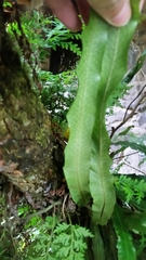 Elaphoglossum erinaceum