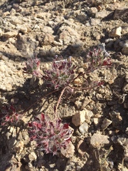 Langloisia setosissima