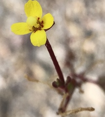 Camissonia contorta