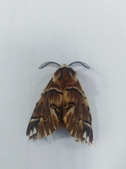 Endromis versicolora