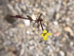 Camissonia contorta
