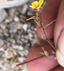 Camissonia contorta