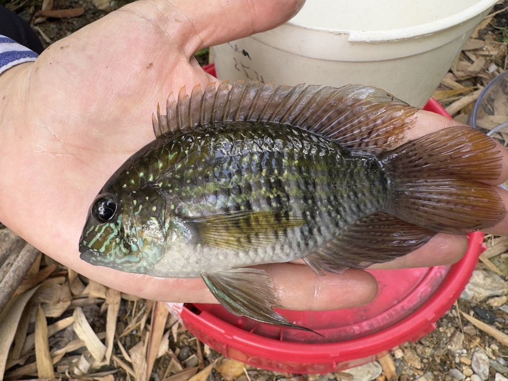 Blue acara (Andinoacara pulcher) — Cichlidae