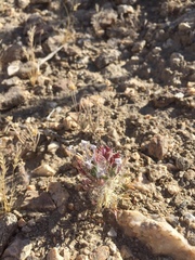 Langloisia setosissima