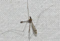 Dicranomyia zonata