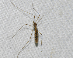 Epiphragma hardyi