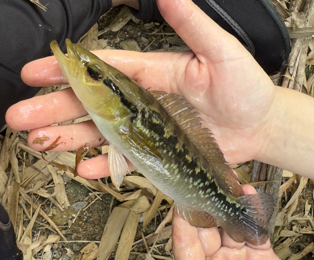 Ringtail pike cichlid (Crenicichla saxatilis) — Cichlidae