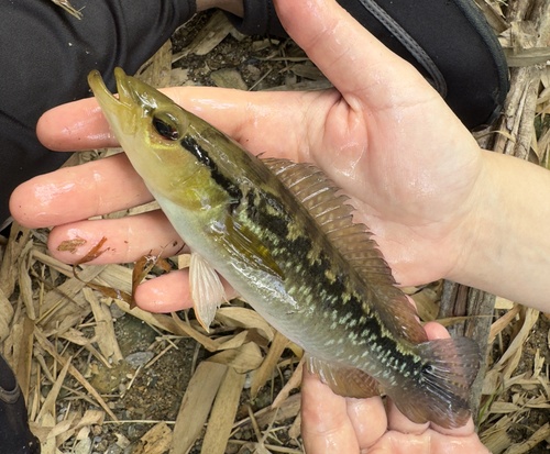 Gestreepte snoekcichlide (Crenicichla saxatilis) — Cichlidae