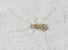 Erioptera amabilis