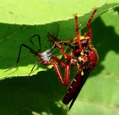 Callinicus calcaneus
