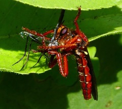Callinicus calcaneus