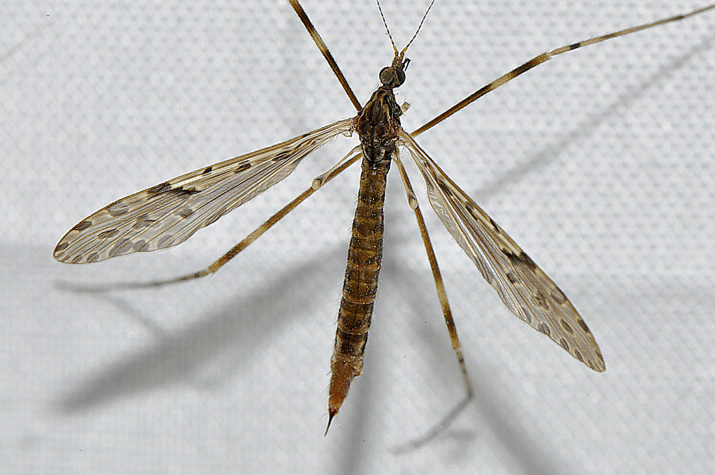 Epiphragma meridionalis