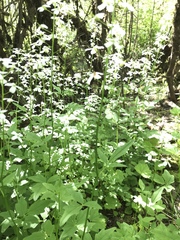 Cardamine angulata