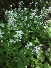Cardamine angulata