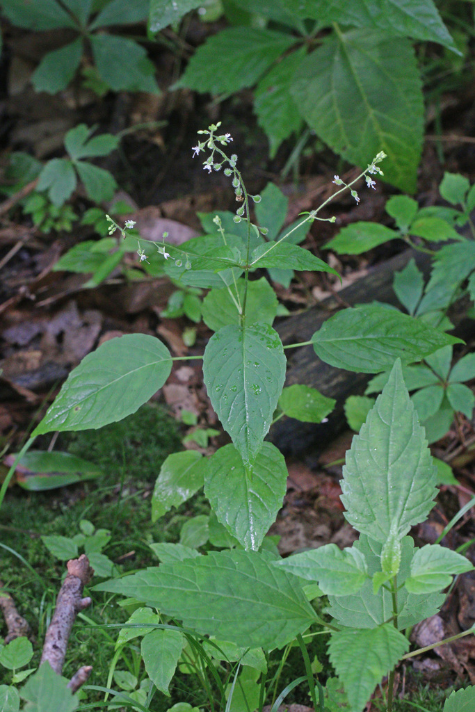 Circaea lutetiana — a medium houseplant, prefers partial sun light
