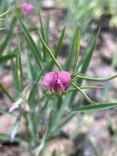Lathyrus vinealis
