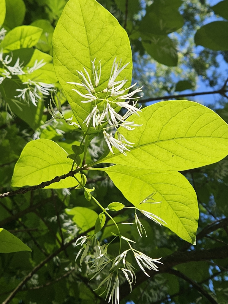 white fringetree from Squirrel Hill South, Pittsburgh, PA, USA on May ...