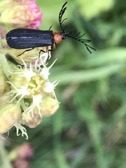 Pterotus obscuripennis