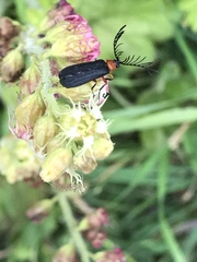 Pterotus obscuripennis