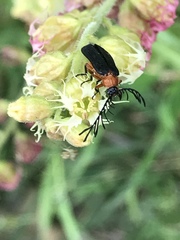 Pterotus obscuripennis