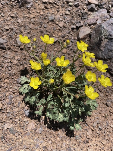 Ranunculus aucheri