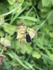 Pterotus obscuripennis