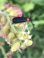 Pterotus obscuripennis