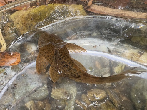 Teta (Hypostomus robinii) — Loricariidae — 4