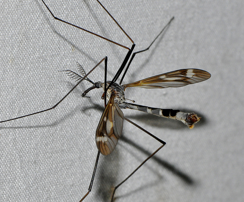 Ptilogyna mathesonae