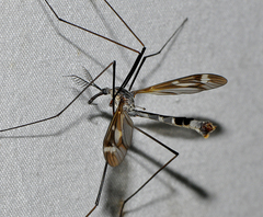 Ptilogyna mathesonae