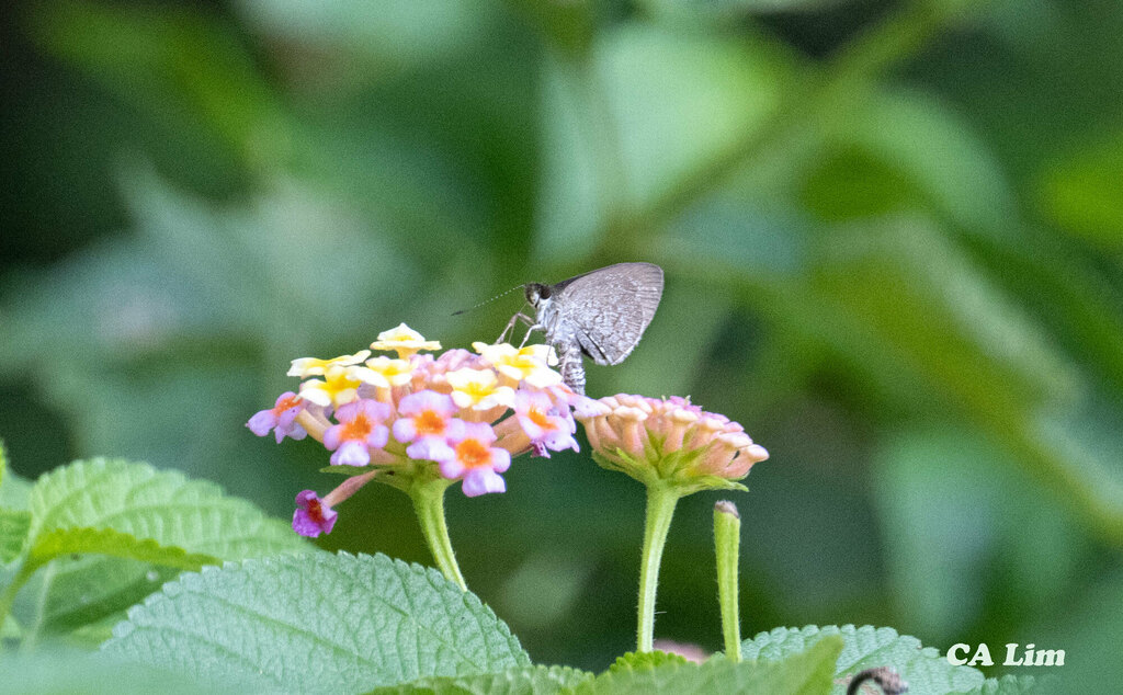 Grass Skippers from 4GCG+PFC Zika Forest, Kisubi, Uganda on May 13 ...