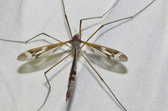 Ptilogyna mathesonae