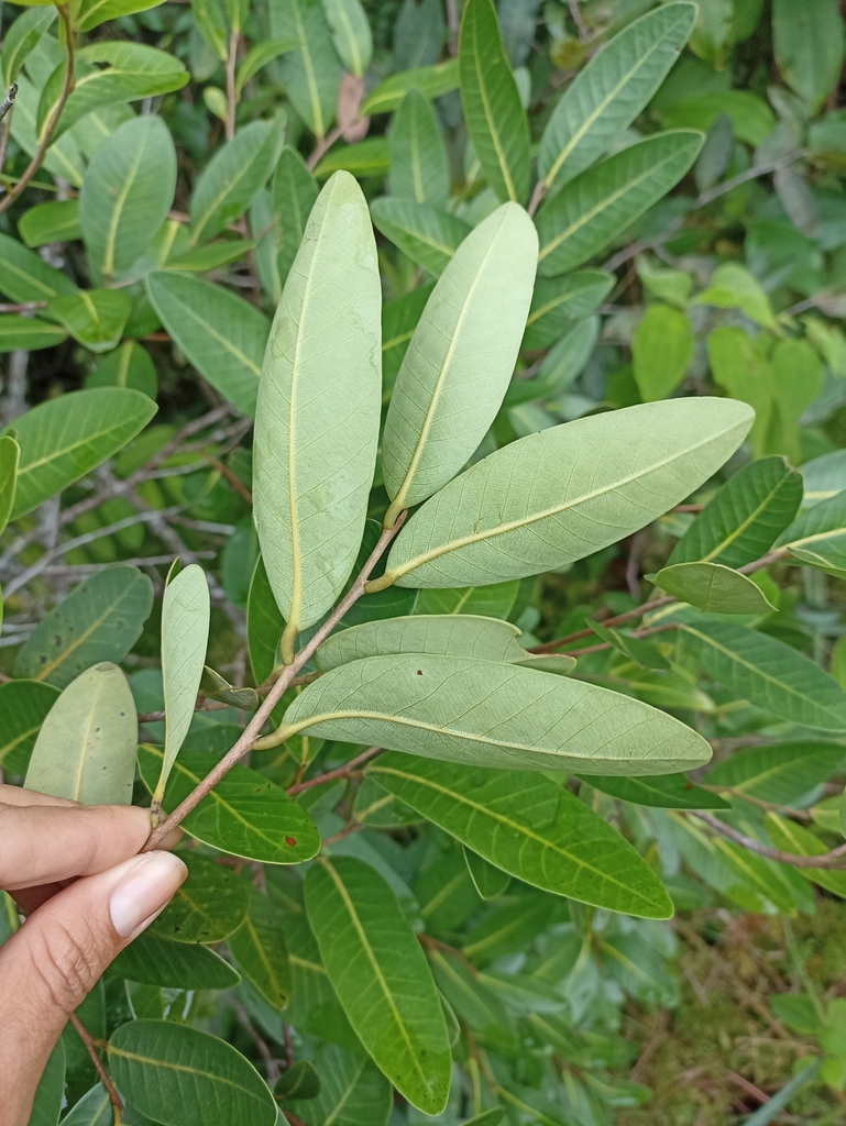 Caraipa llanorum