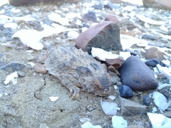 Phrynosoma cerroense