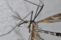 Ptilogyna mathesonae