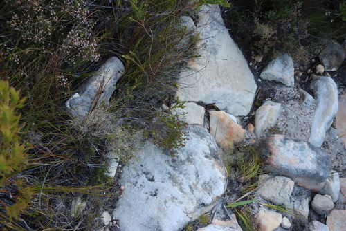 Image of Erica multumbellifera by (c) Tony Rebelo, some rights reserved (CC BY-SA)