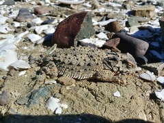 Phrynosoma cerroense