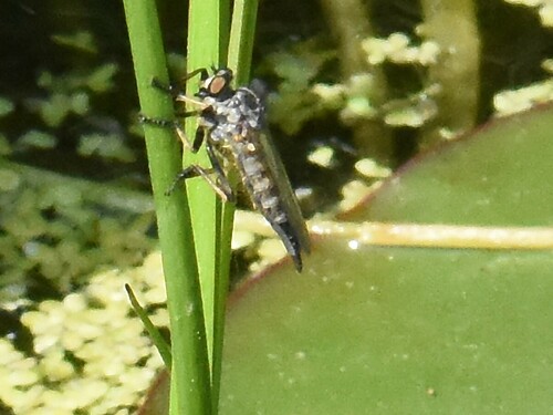 Common Awl Robber Fly, Groesbeek, Nederland, photo 9 of 10
