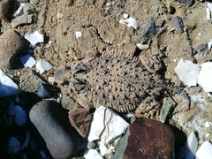 Phrynosoma cerroense