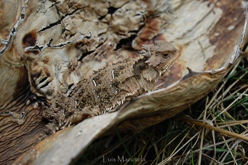 Mountain Horned Lizard, Toluca, Méx., México, photo 7 of 10