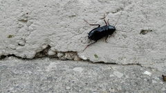 Blatta orientalis