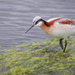 Wilson's Phalarope - Photo (c) Leo Weiskittel, some rights reserved (CC BY-NC), uploaded by Leo Weiskittel