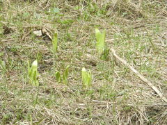Iris missouriensis