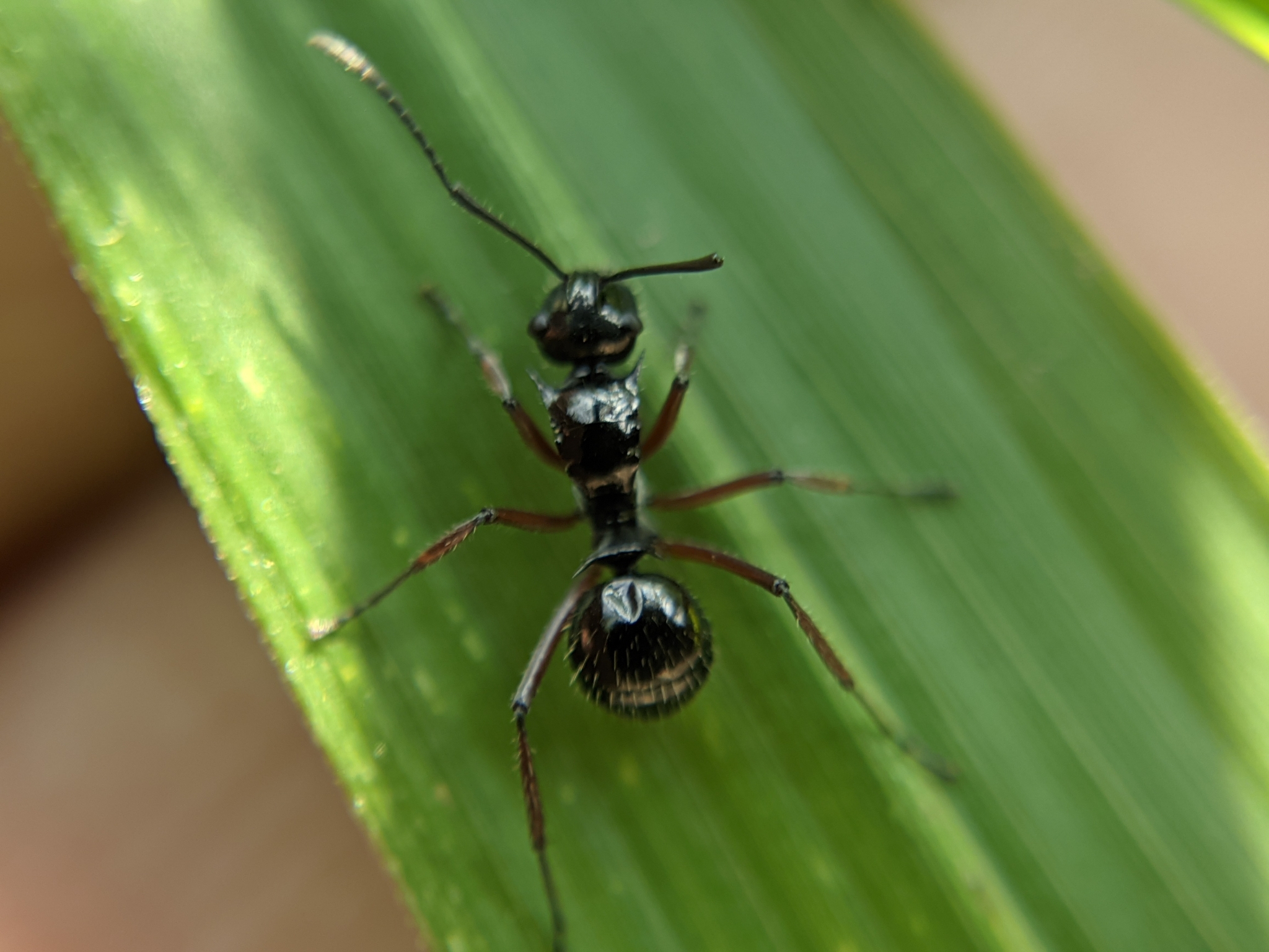 Polyrhachis hemiopticoides