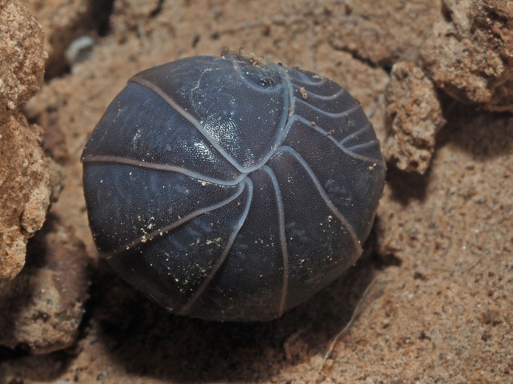 Mediterranean Pill Woodlice