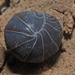 Armadillo Pill Woodlice - Photo (c) Felix Riegel, some rights reserved (CC BY-NC), uploaded by Felix Riegel
