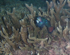 Synchiropus splendidus