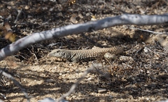 Aspidoscelis tigris tigris