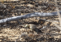 Aspidoscelis tigris tigris